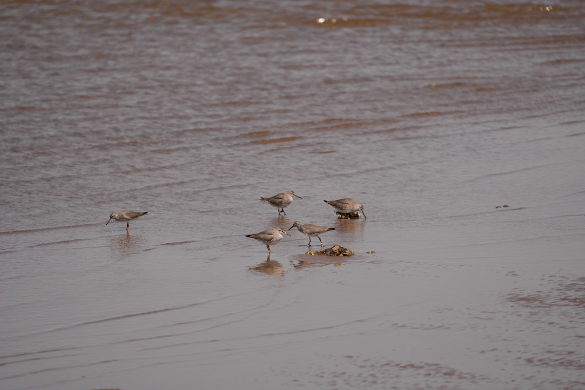 Gray-tailed Tattler - M Kelly