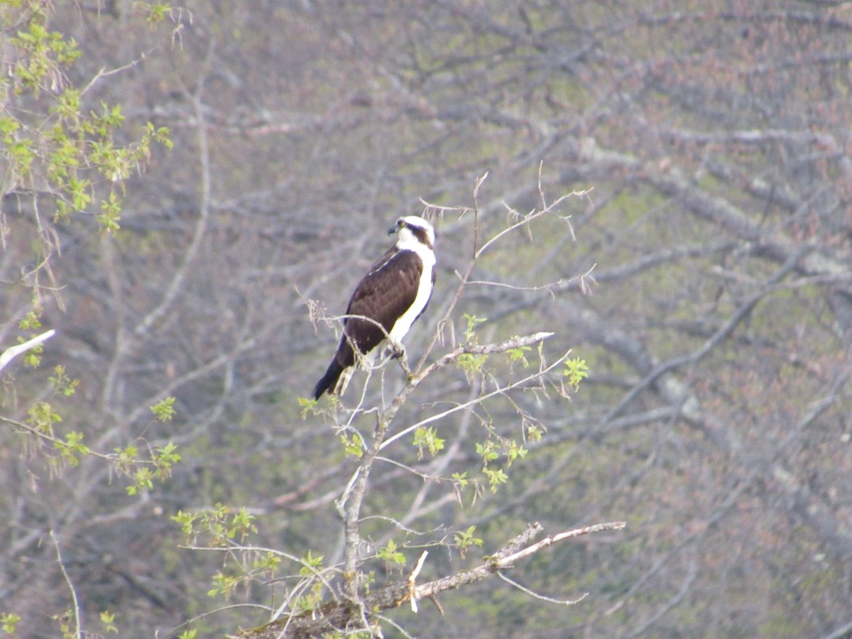 Águila Pescadora - ML565396211