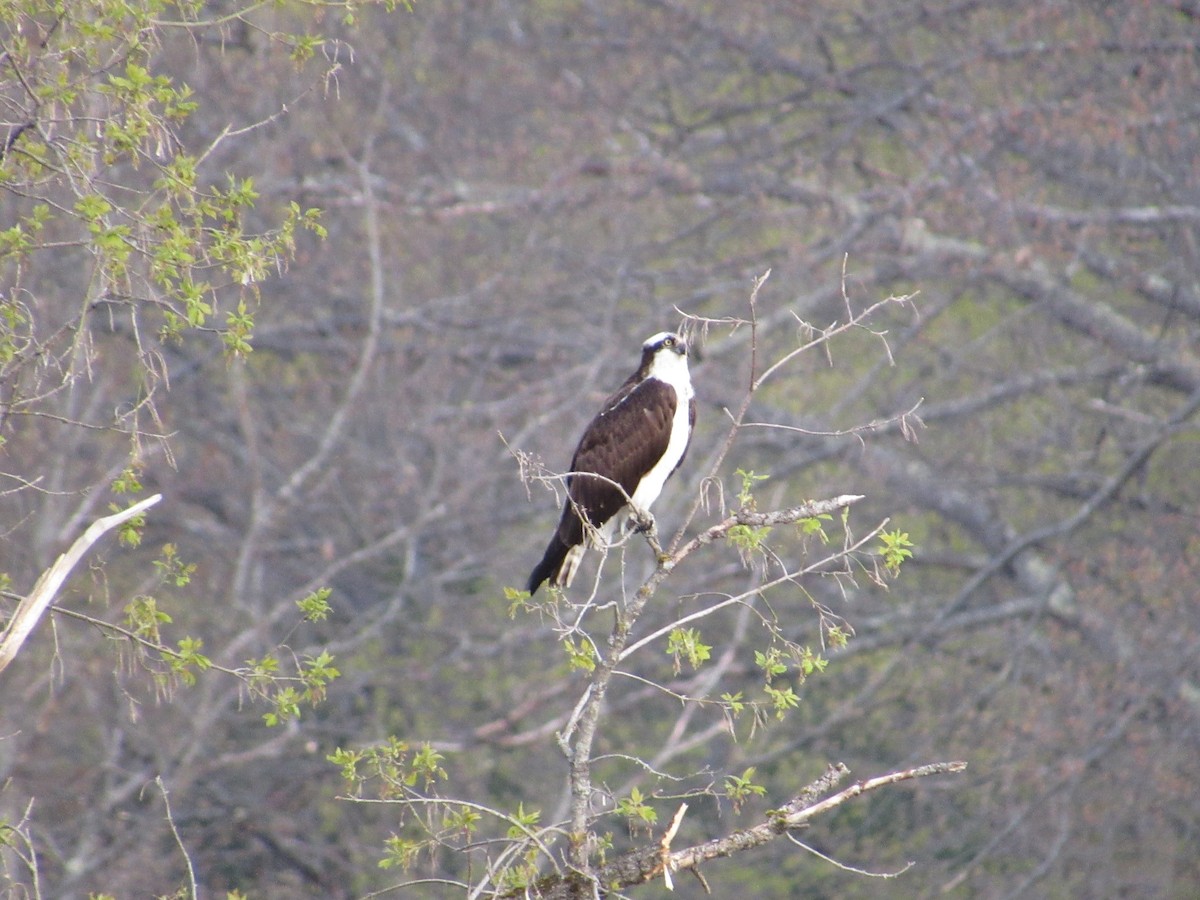 Águila Pescadora - ML565396251