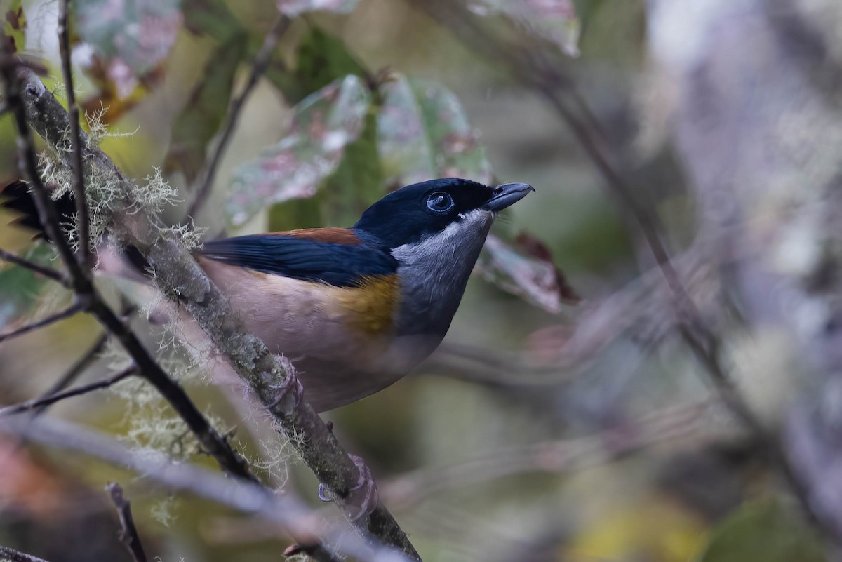 Black-headed Shrike-Babbler - ML565396361