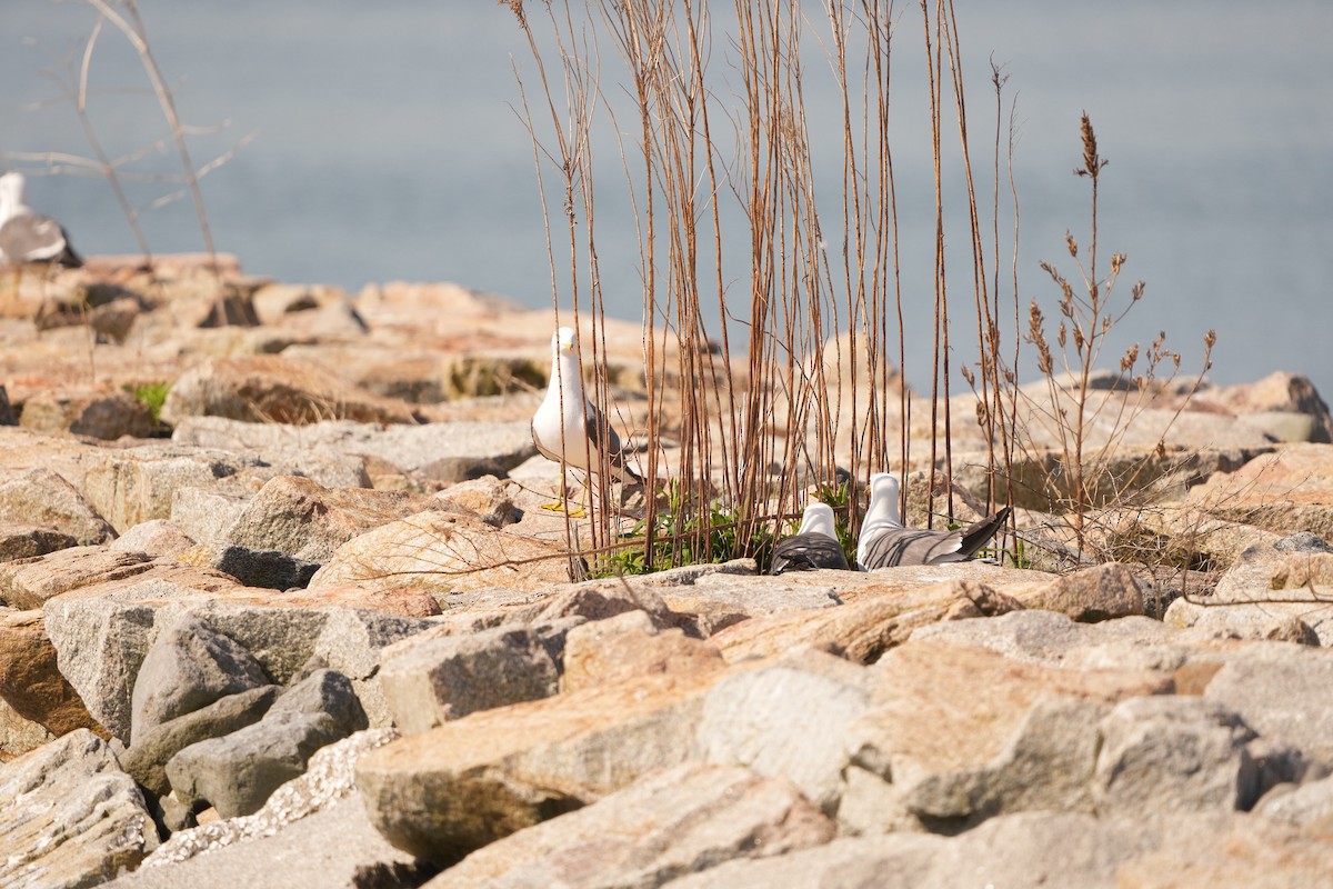 Black-tailed Gull - M Kelly