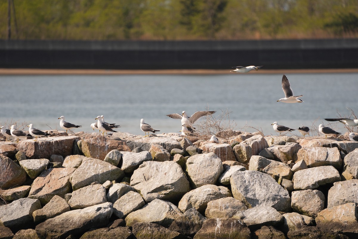 Black-tailed Gull - M Kelly