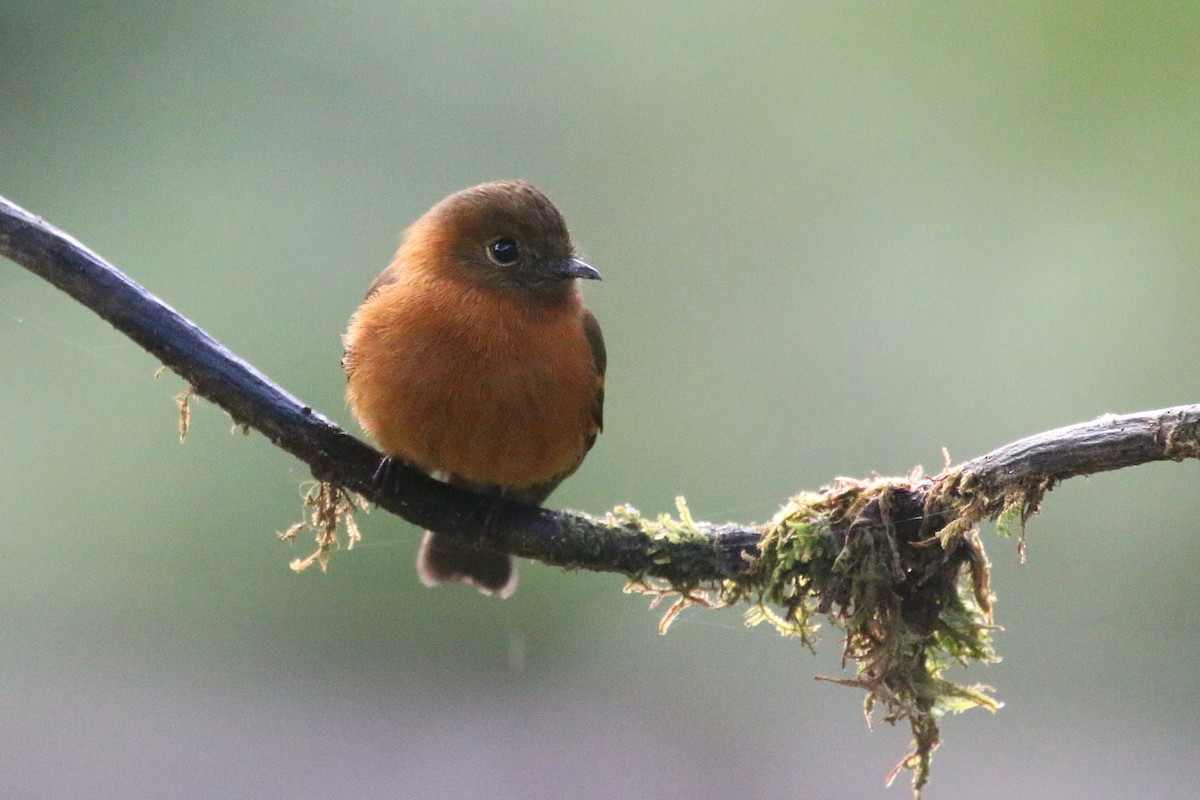 Cinnamon Flycatcher - ML565396631