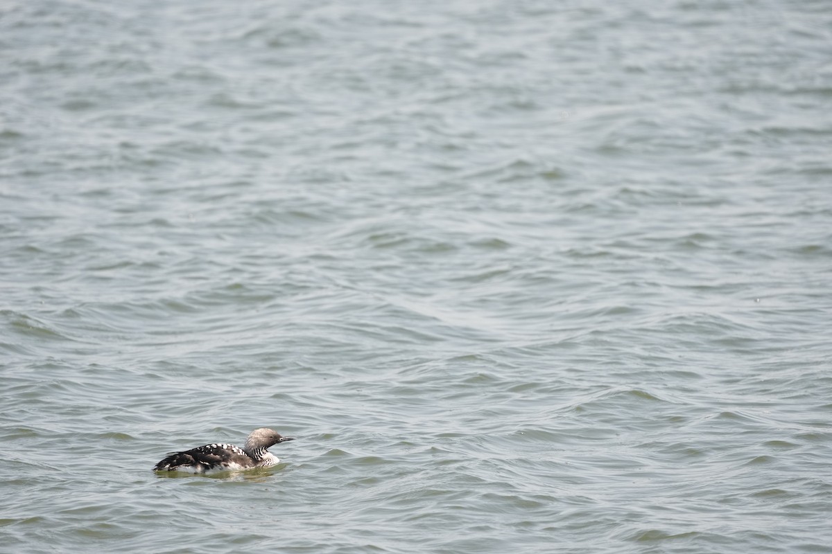 Pacific Loon - ML565396671