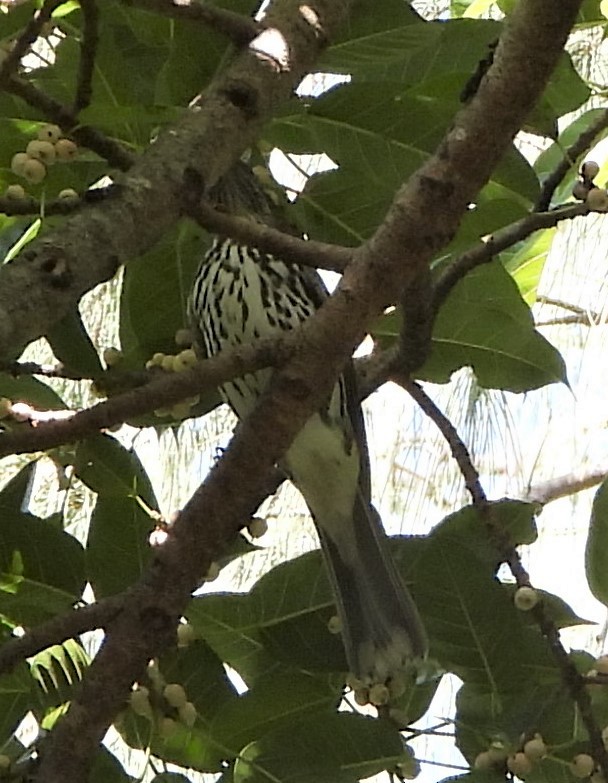 Olive-backed Oriole - ML565397291