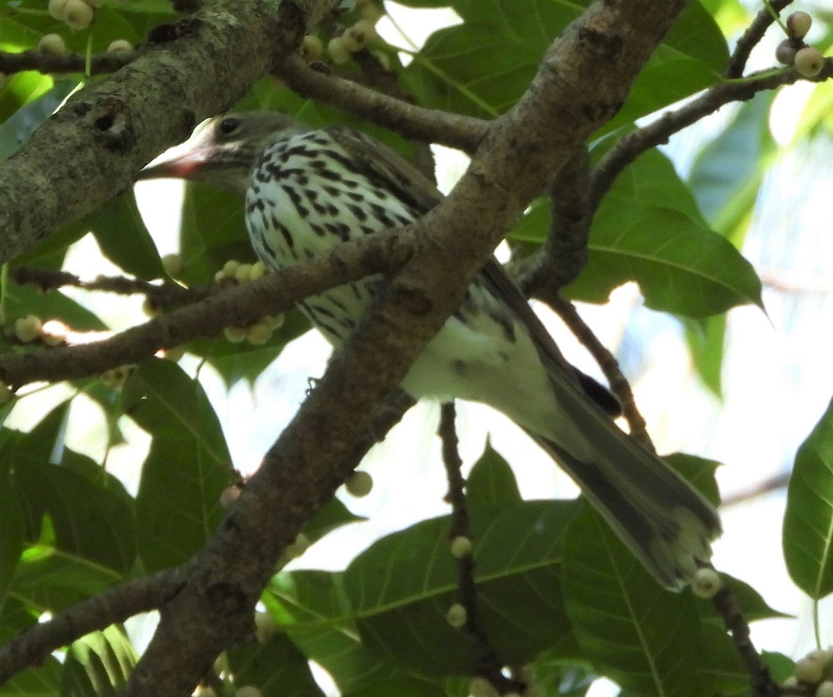 Olive-backed Oriole - ML565397311