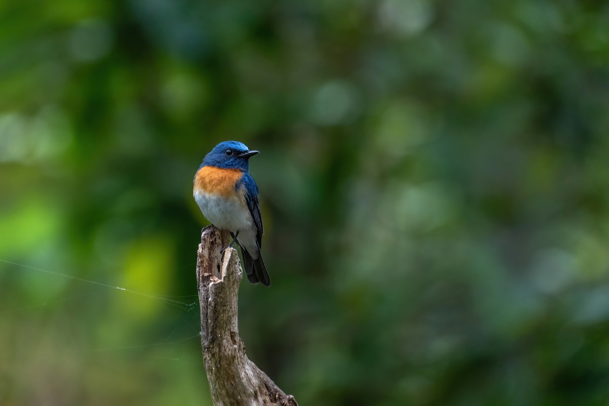 Blaukehl-Blauschnäpper - ML565397341