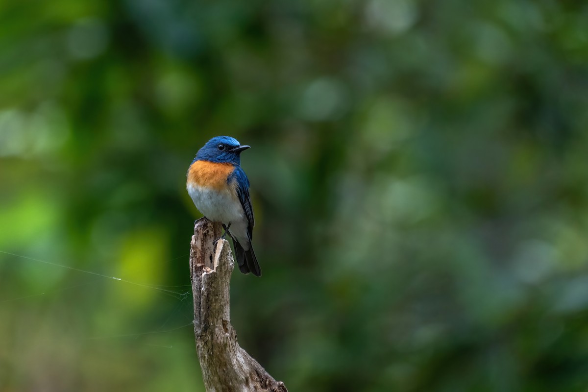 Blue-throated Flycatcher - ML565397341