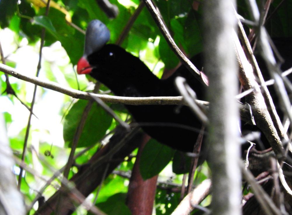 Helmeted Curassow - ML565397441