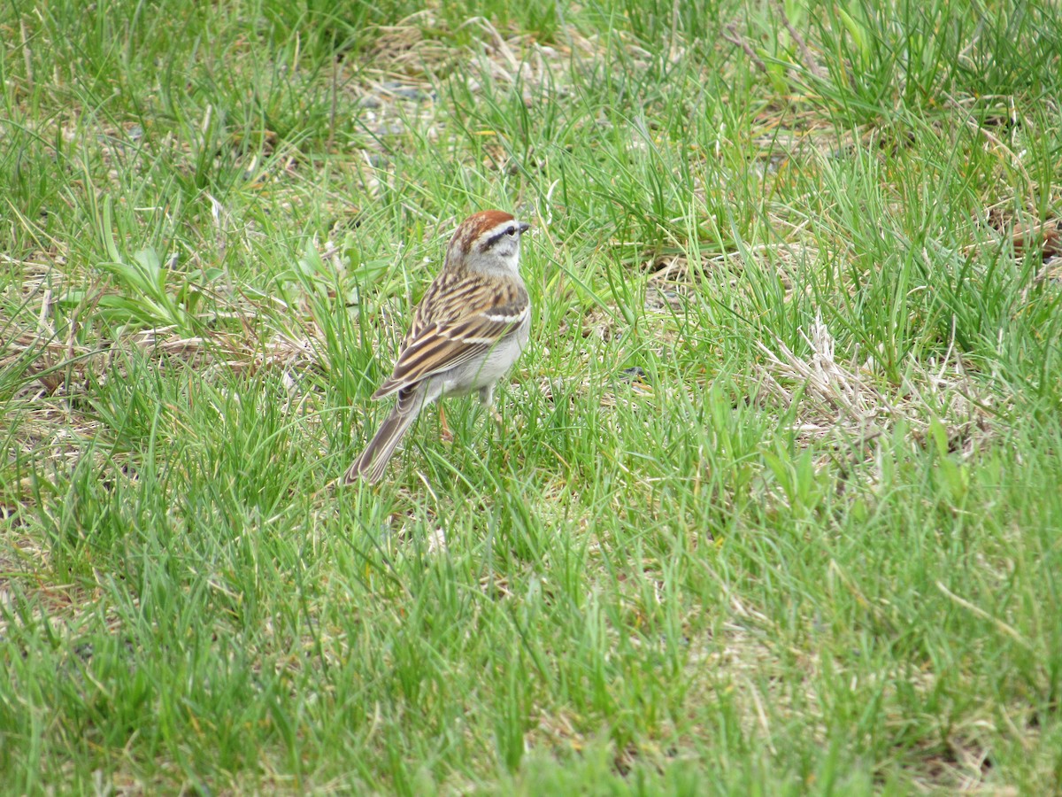 Chipping Sparrow - ML565397561