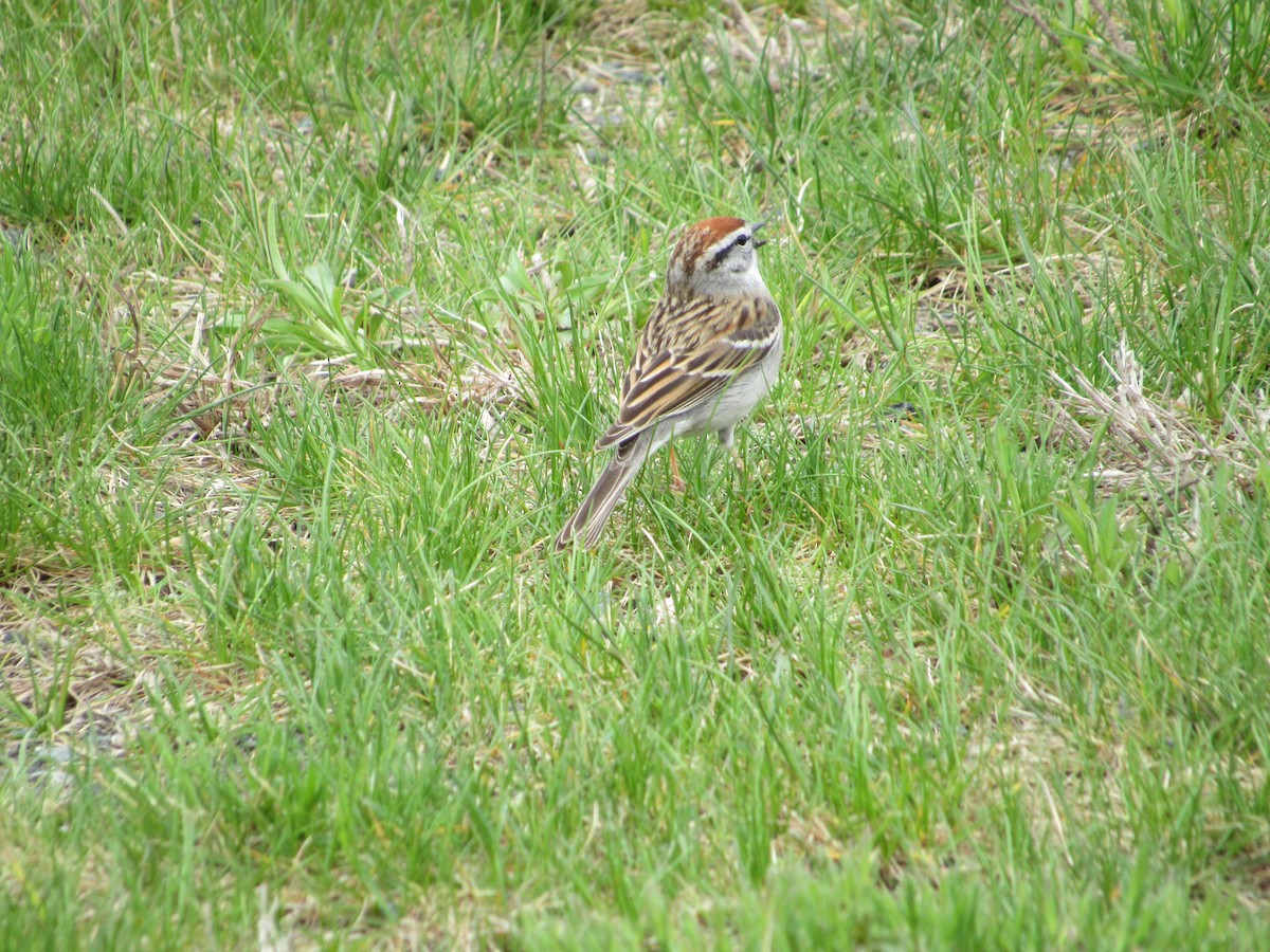 Chipping Sparrow - ML565397651