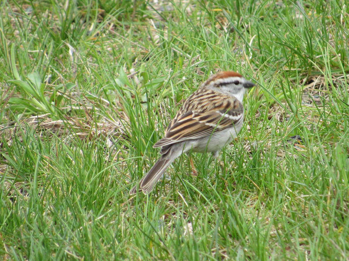 Chipping Sparrow - ML565397861