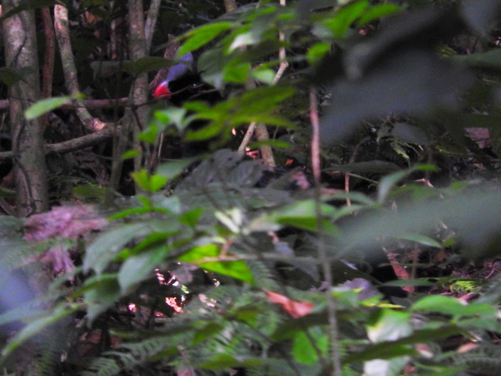 Helmeted Curassow - ML565397911