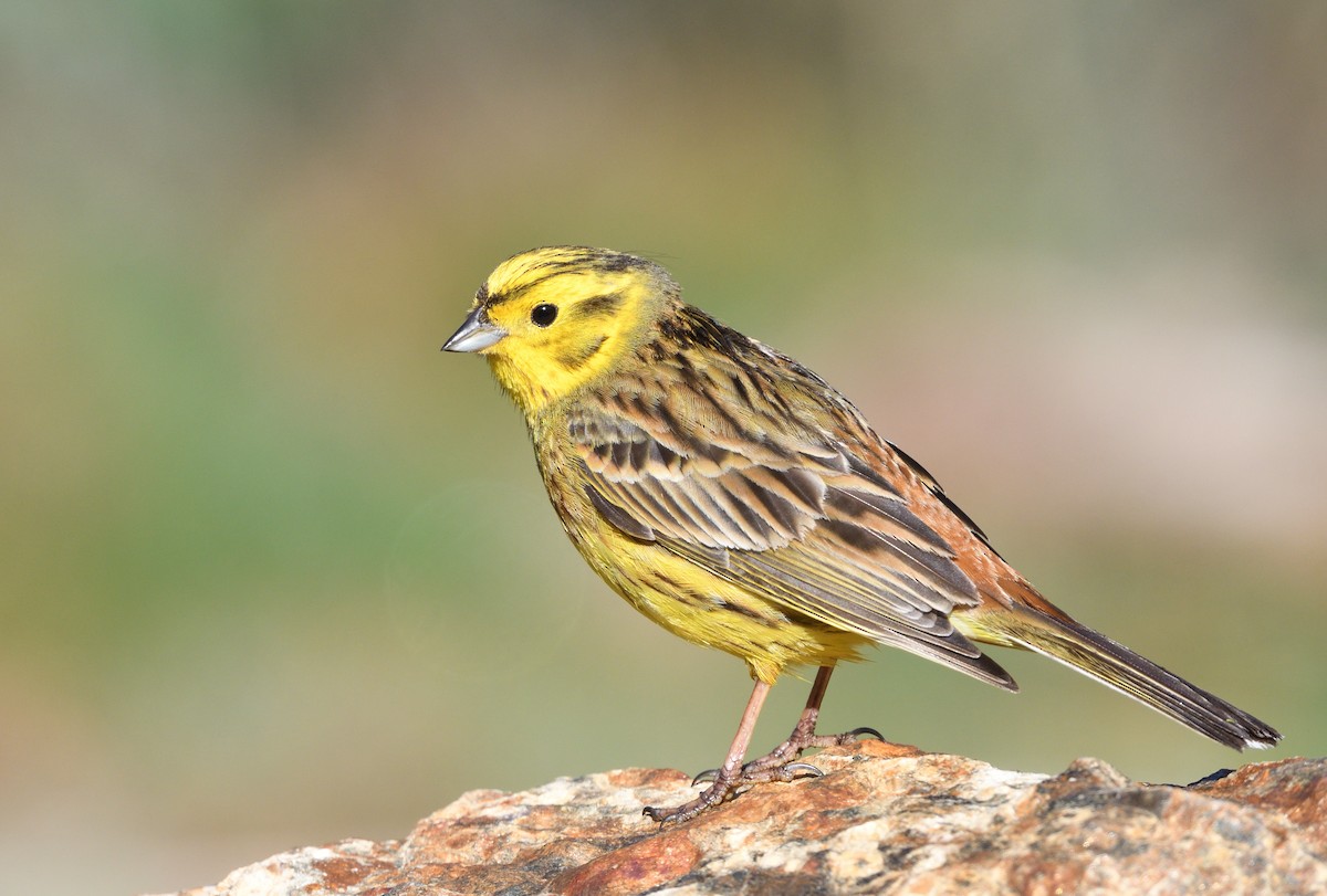 Yellowhammer - Manuel Segura Herrero