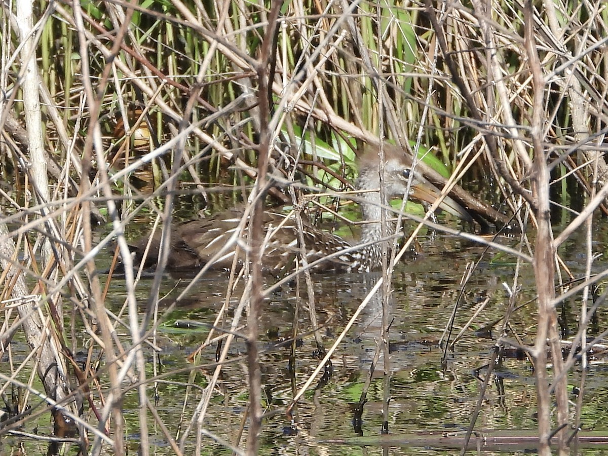 Limpkin - ML565398431