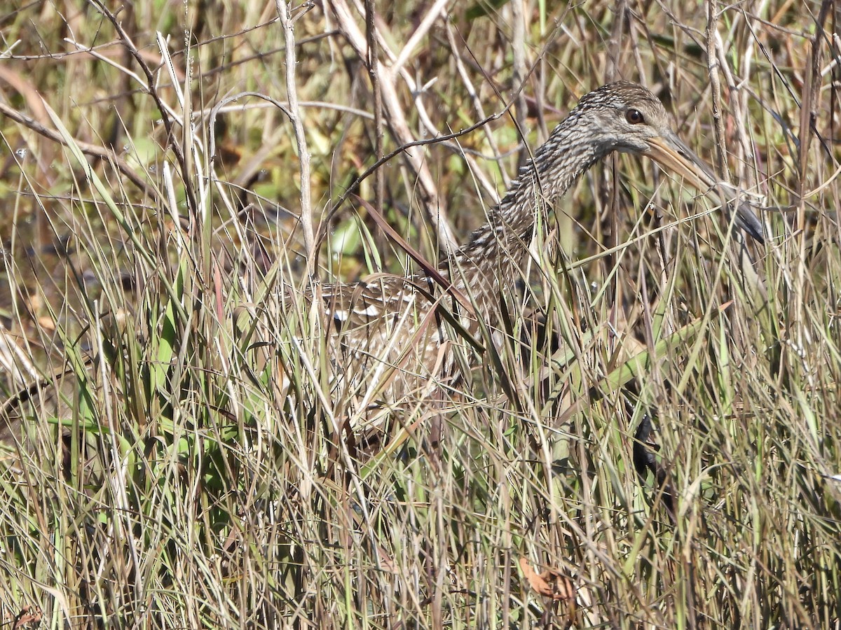 Limpkin - Christopher Merritt