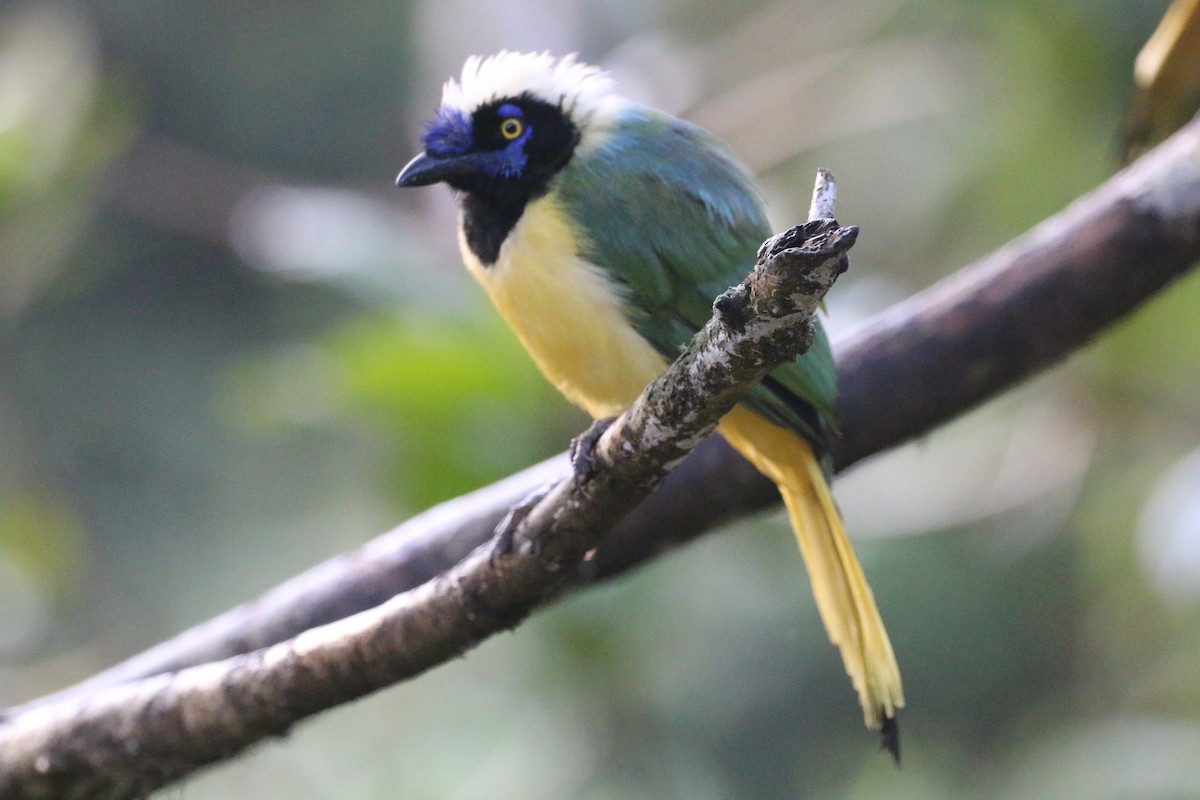 Green Jay - ML565399521