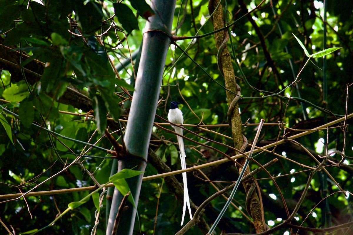 Indian Paradise-Flycatcher - Sourav Mandal