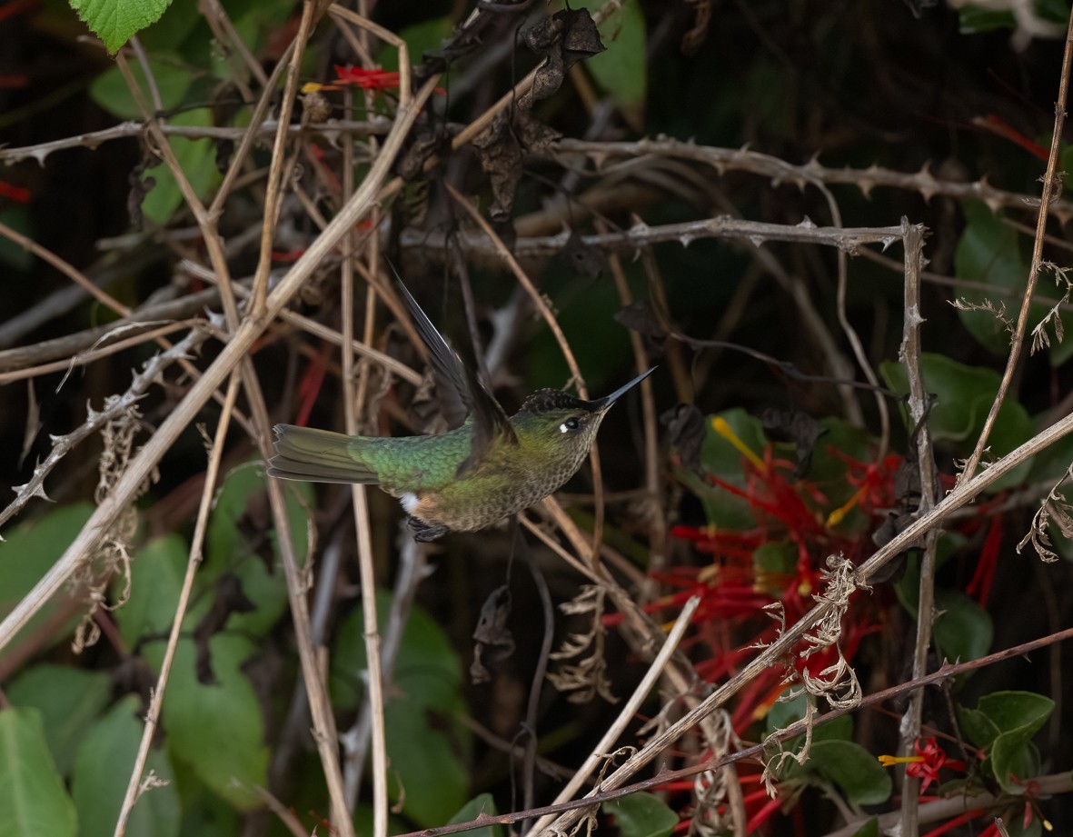 Green-backed Firecrown - ML565399881