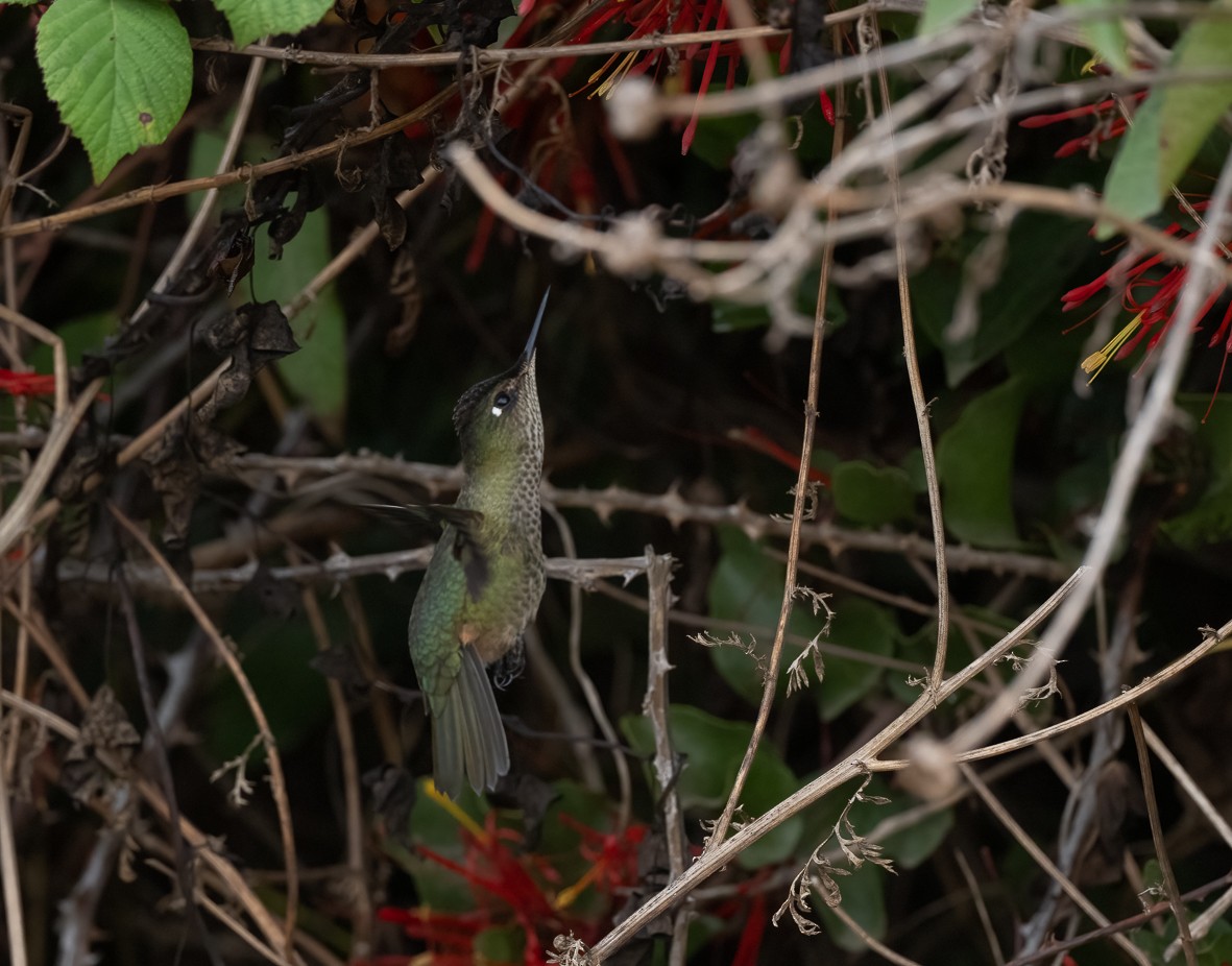 Green-backed Firecrown - ML565399891