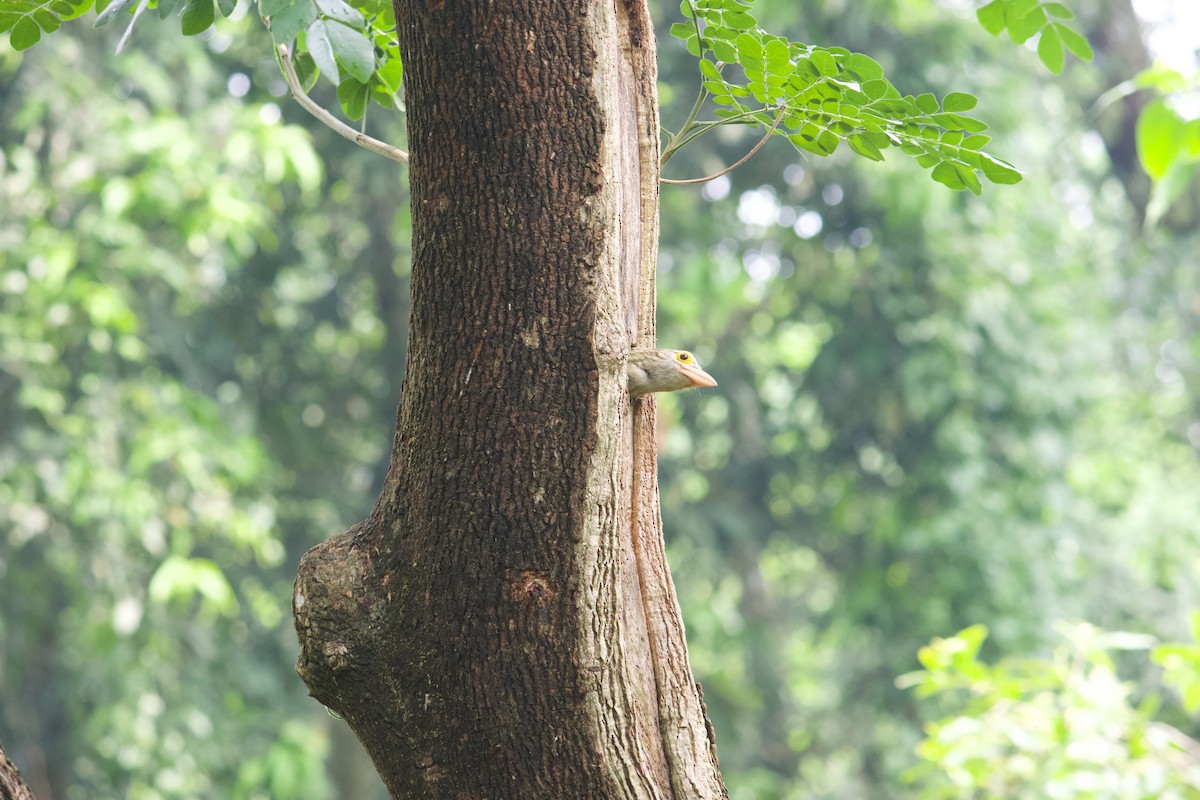 Lineated Barbet - ML565400211