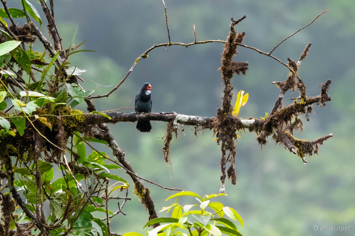 Slate-colored Grosbeak - Diana López G