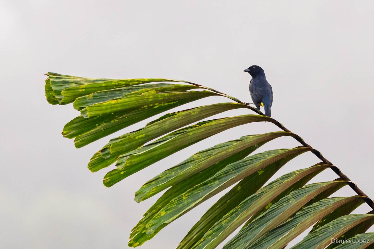 Golden-chested Tanager - Diana López G