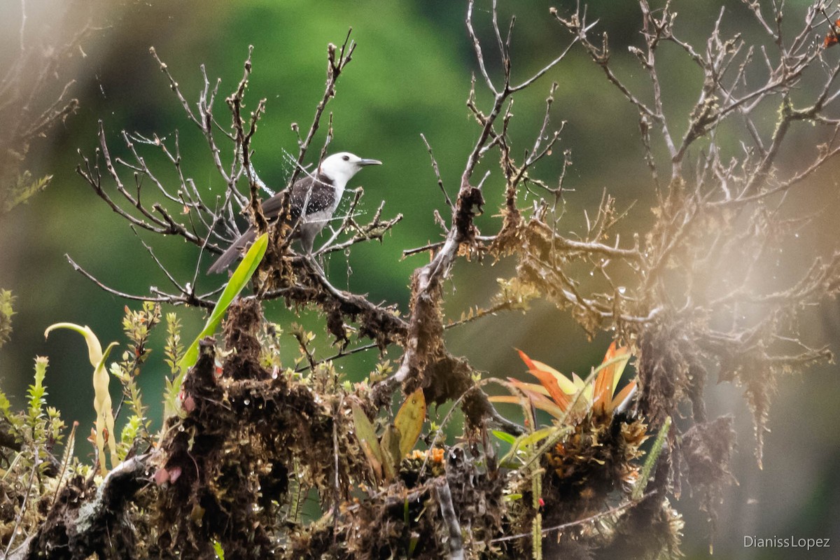 White-headed Wren - ML565400481