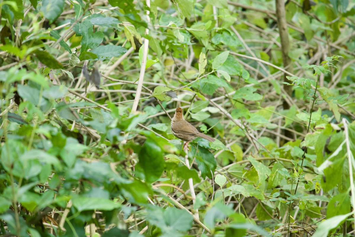 Puff-throated Babbler - ML565400771