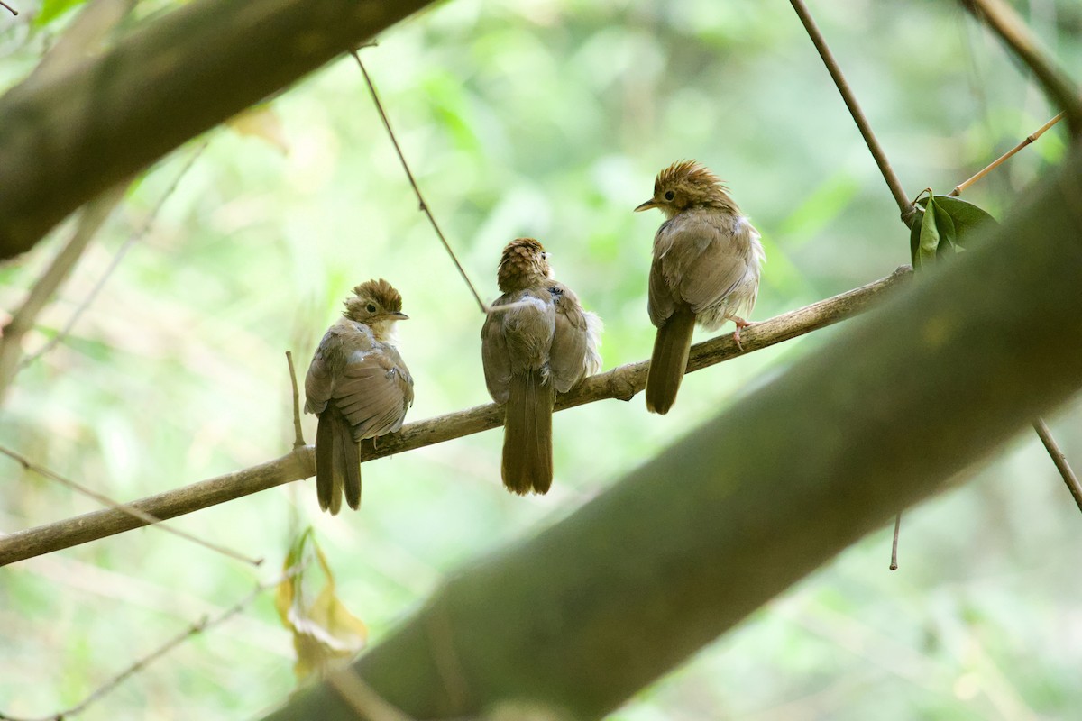 Puff-throated Babbler - Sourav Mandal