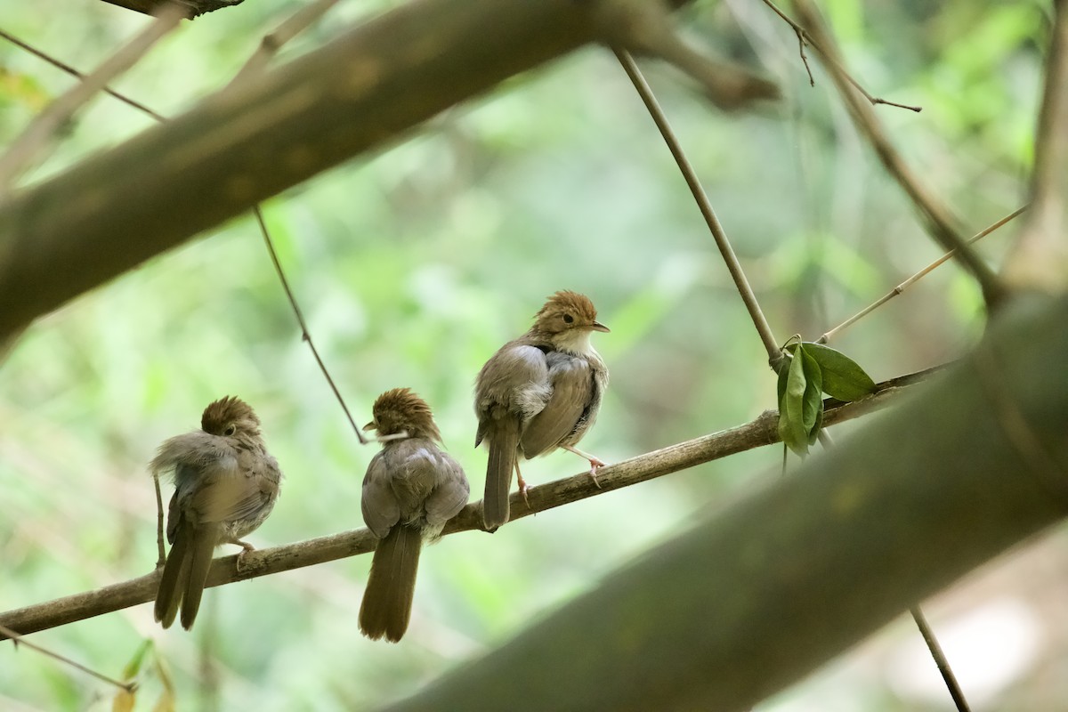 Puff-throated Babbler - ML565400811