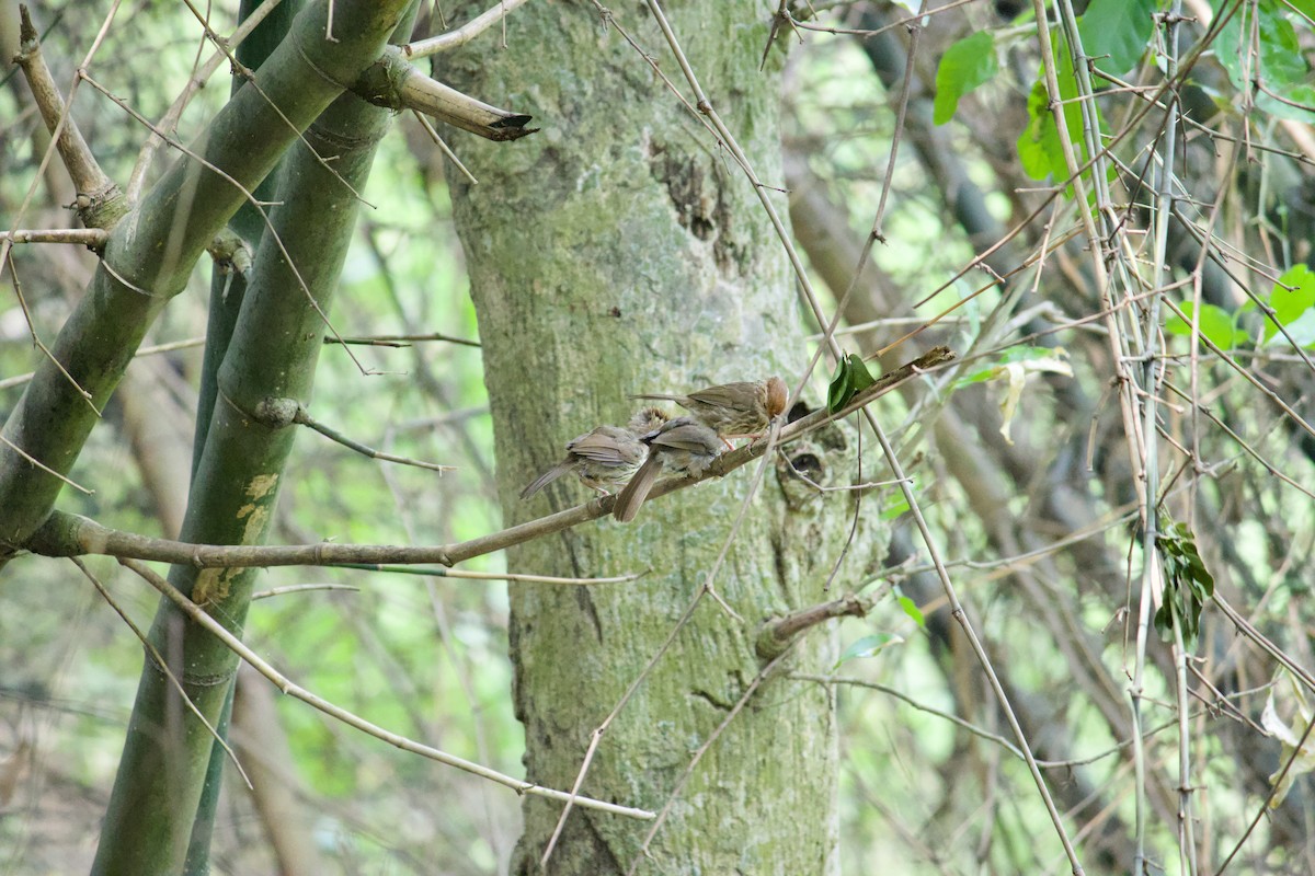 Puff-throated Babbler - ML565400821