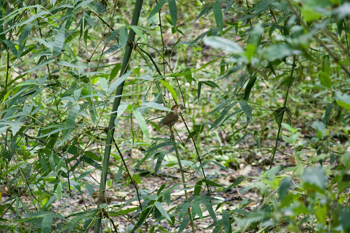 Puff-throated Babbler - ML565400841