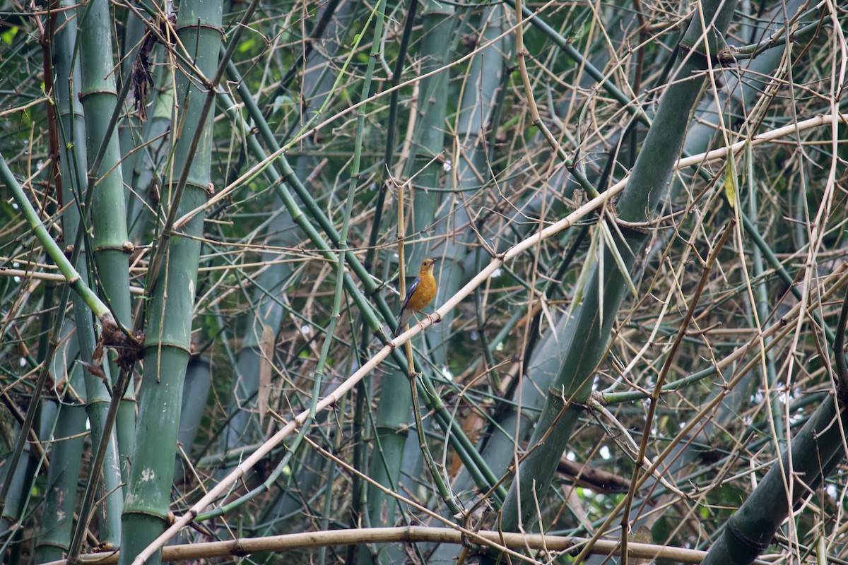 Orange-headed Thrush - ML565400881