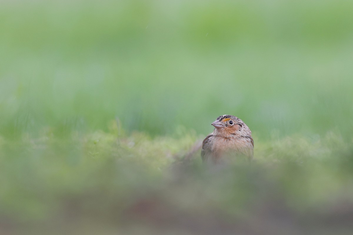 Grasshopper Sparrow - ML565400891