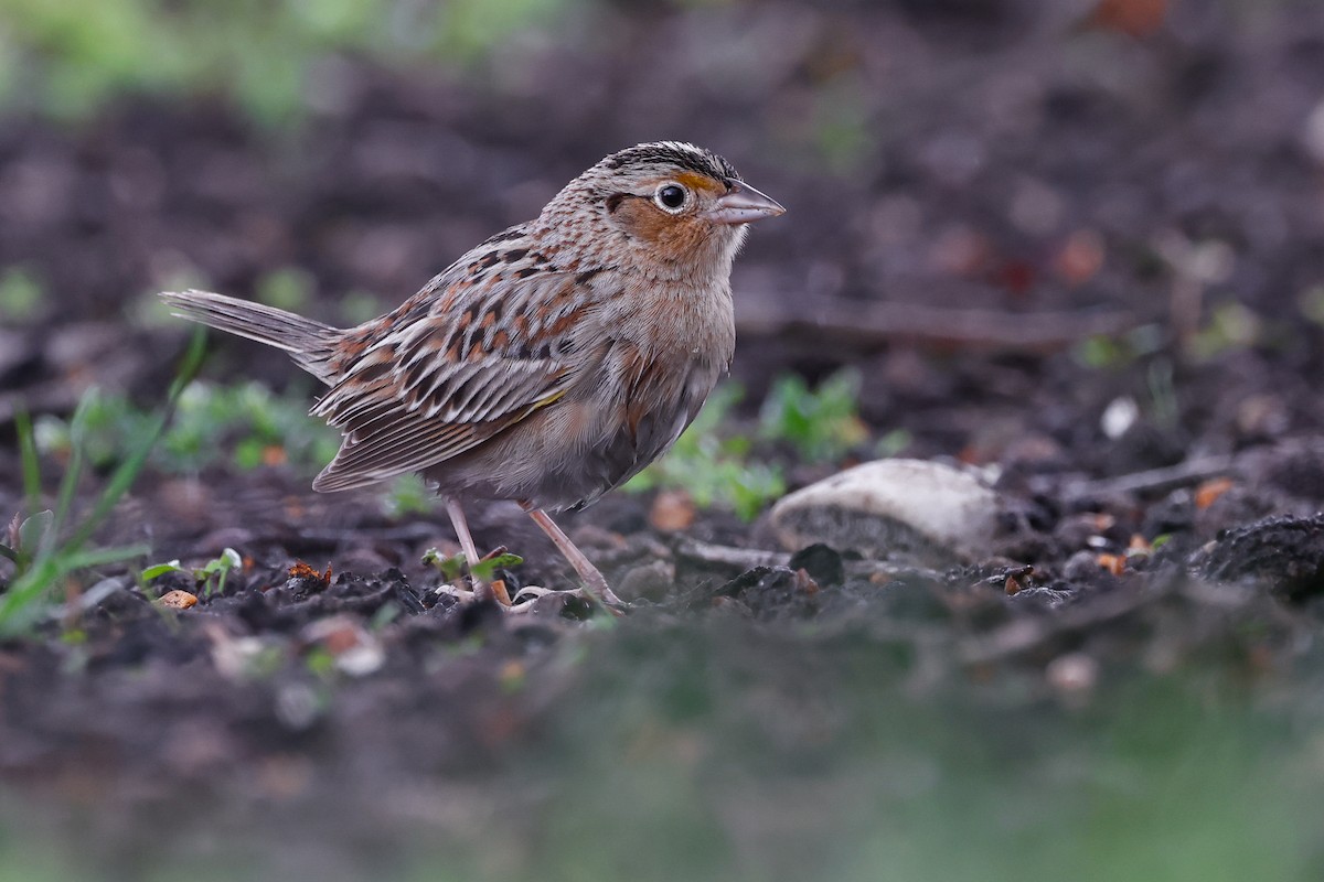 Grasshopper Sparrow - ML565400901