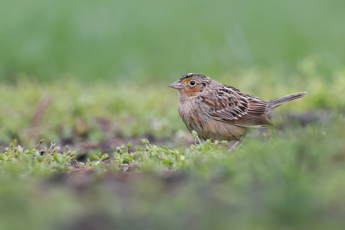 Grasshopper Sparrow - ML565400911