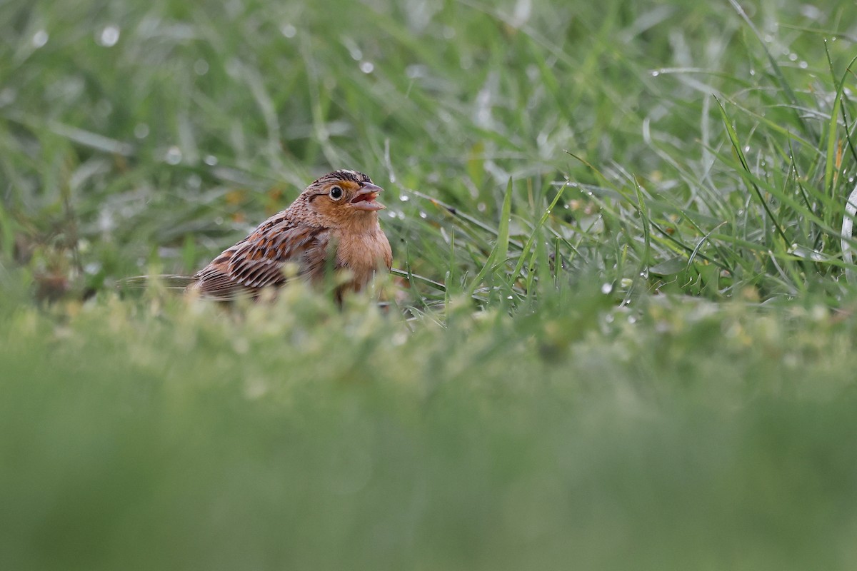 Grasshopper Sparrow - ML565400921