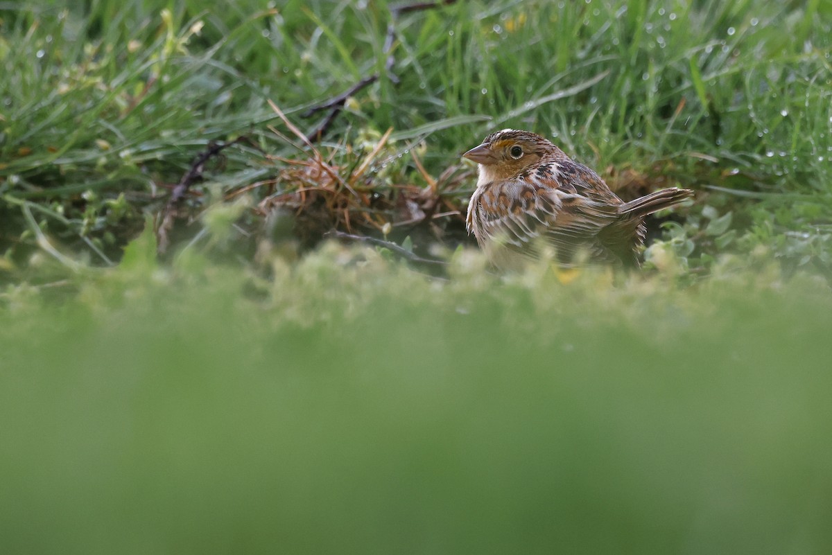 Grasshopper Sparrow - ML565400931