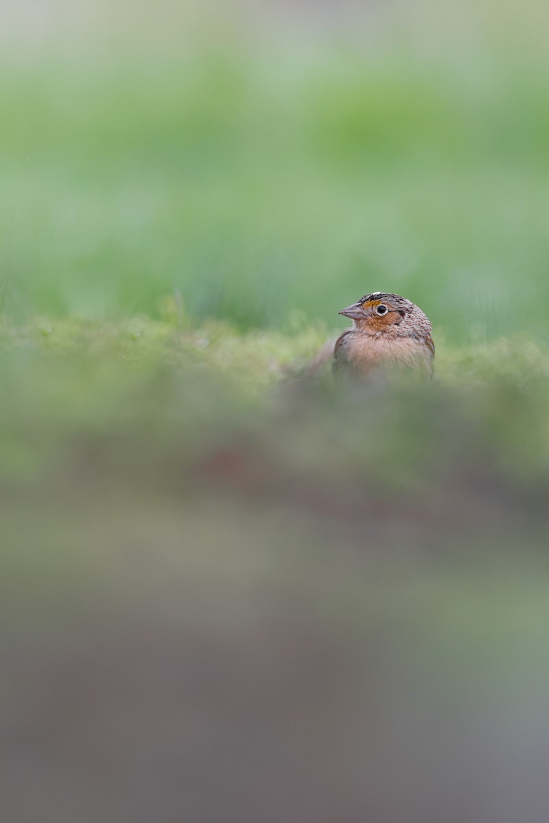 Grasshopper Sparrow - ML565400941