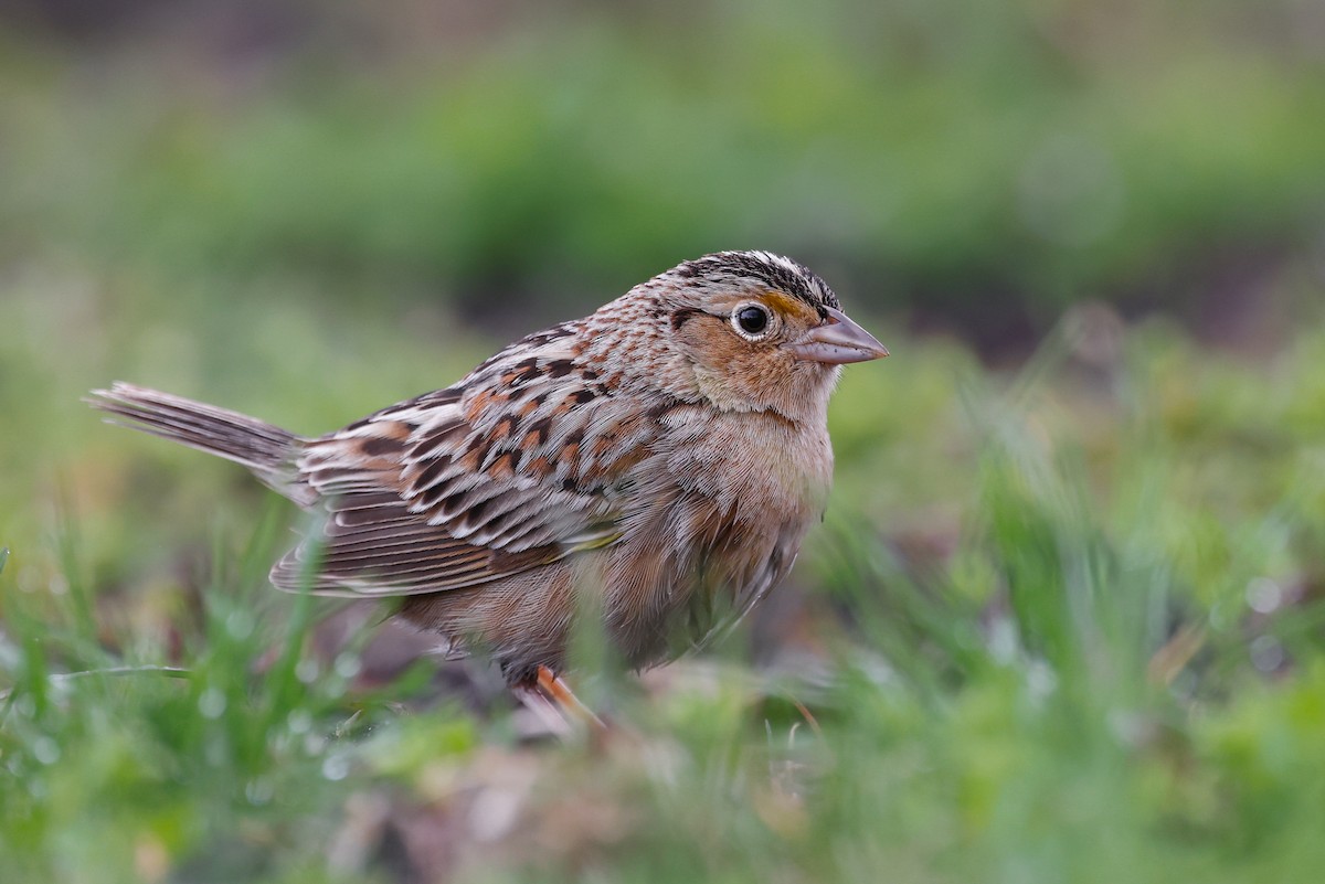 Grasshopper Sparrow - ML565400951