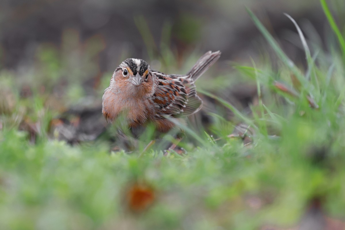 Grasshopper Sparrow - ML565400961