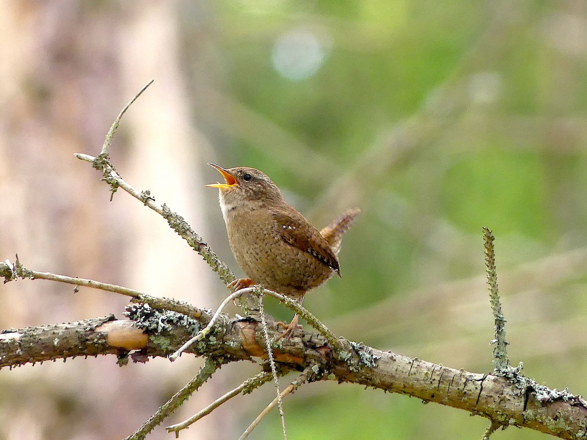 Eurasian Wren - ML565401001