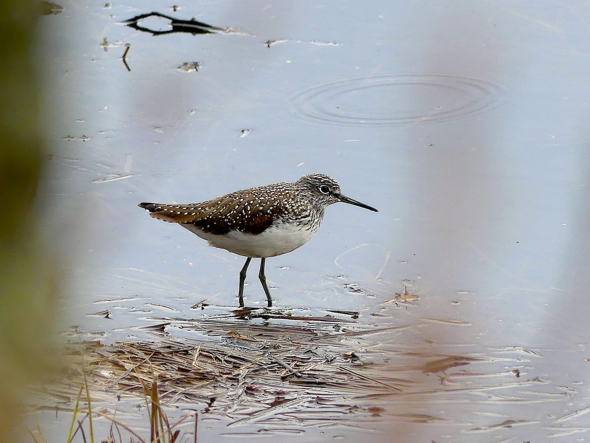 Green Sandpiper - ML565401281