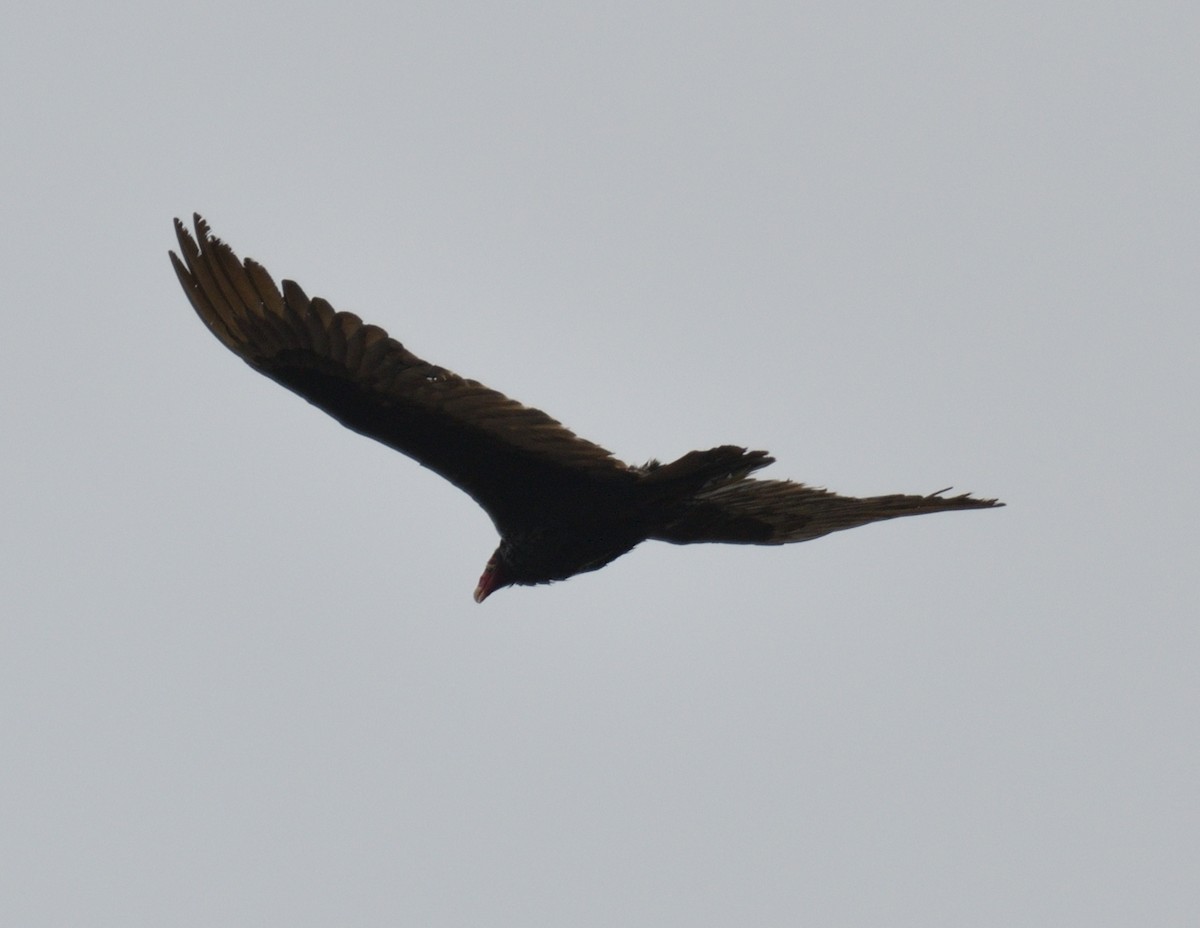 Turkey Vulture - ML565401601