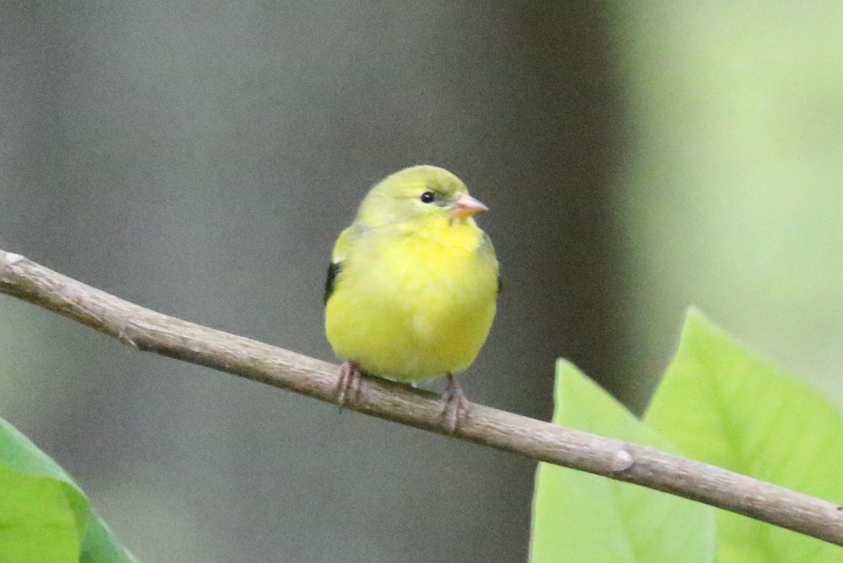 Chardonneret jaune - ML565401661