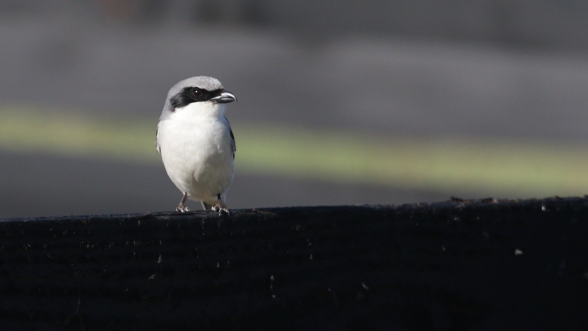 Pie-grièche migratrice - ML565402651
