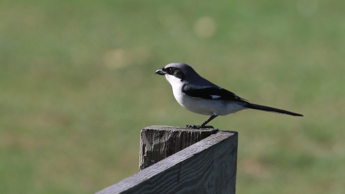 Pie-grièche migratrice - ML565402671