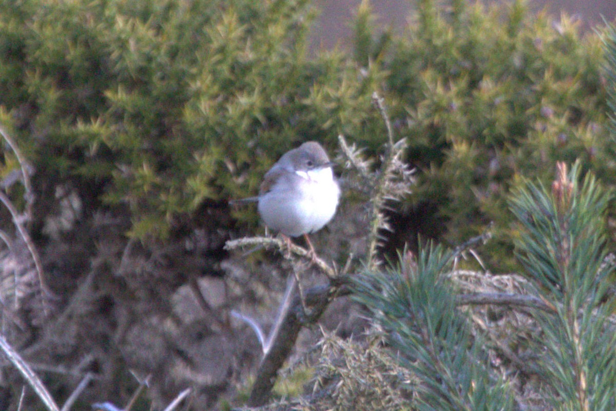 Greater Whitethroat - ML565402821