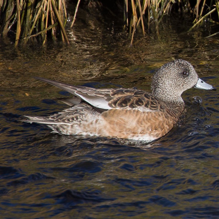 American Wigeon - ML565403161